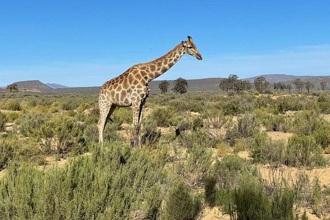 Big 5 Safari Aquila Full Day Private Return From Cape Town - Optional winery tasting on the way back, in Stellenbosch, Paarl, or Franschhoek