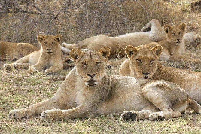 Big 5 Safari Experience at Pilanesberg National Park - Key things to know before you go