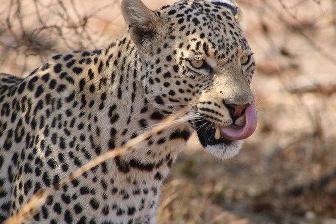 Big 5 Safari Experience at Pilanesberg National Park - Transfers from Johannesburg or Pretoria, and why that matters