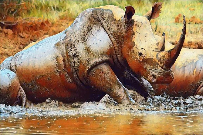 Big 5 Safari Experience at Pilanesberg National Park - Guides, learning, and that “Steve-style” safari pacing