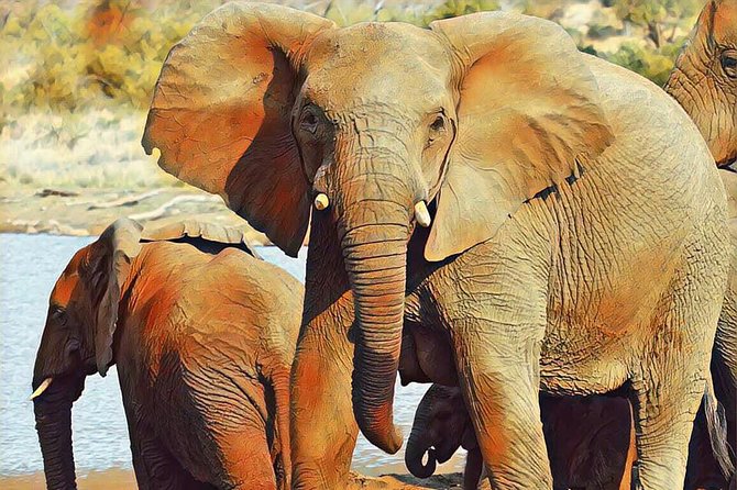 Big 5 Safari Experience at Pilanesberg National Park - Price and value: what $244.19 per person really covers