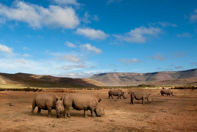 Big 5 Safari One Day Tour - The Drive: Du Toitskloof Tunnel, Breede Valley, and the Worcester Pass-Through