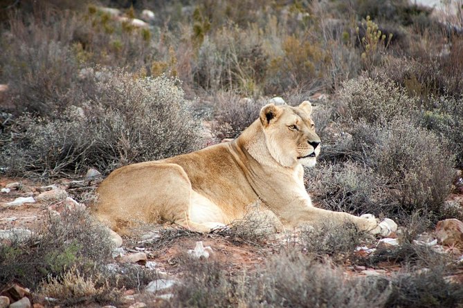 Big 5 Safari One Day Tour - Stops on the Way Out of Cape Town: Why Timing and Route Matter