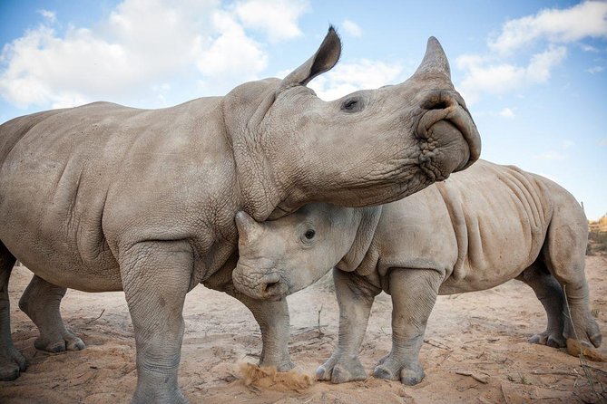 Big 5 Safari One Day Tour - Price and Value: What $227.99 Really Buys You