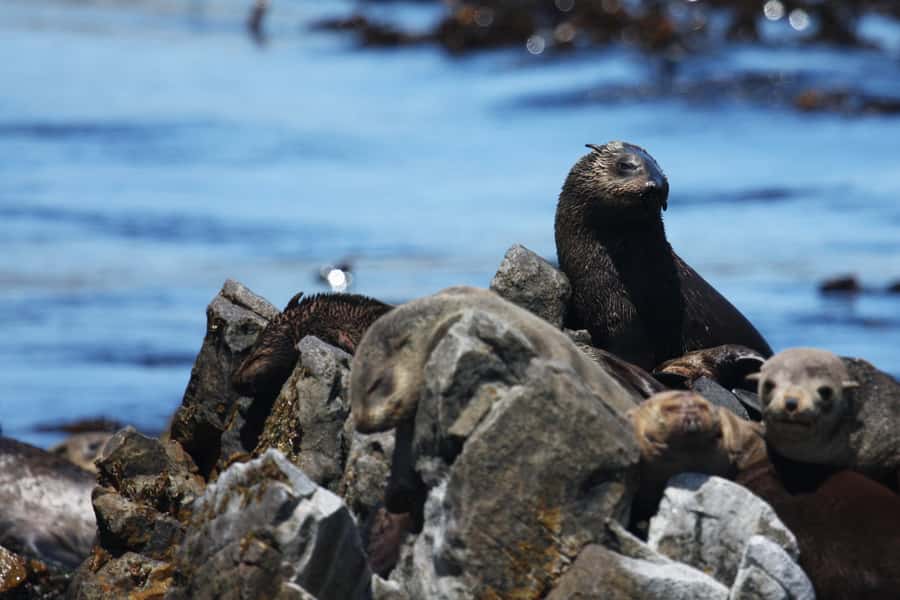 Big 5 Sea Safari Boat Ride of Gansbaai or Walker Bay - Key things I’d circle on the map