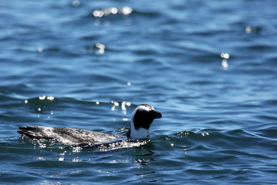 Big 5 Sea Safari Boat Ride of Gansbaai or Walker Bay - Big 5 Sea Safari from Gansbaai: what the 2 hours are really about