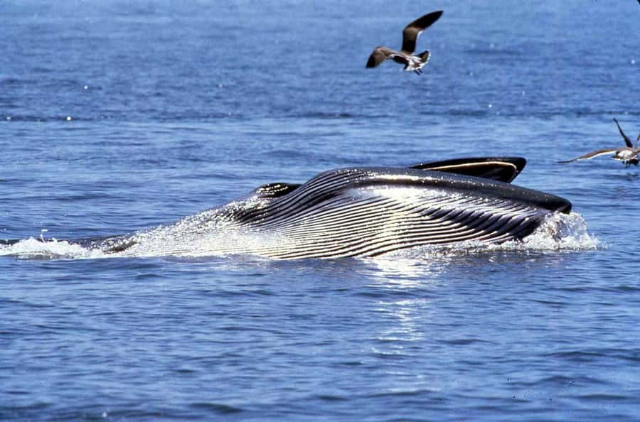 Big 5 Sea Safari Boat Ride of Gansbaai or Walker Bay - Danger Point, HMS Birkenhead, and the whale conditions that drive the itinerary