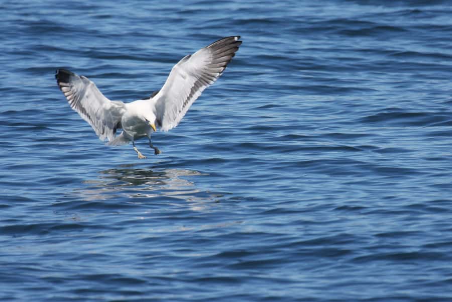 Big 5 Sea Safari Boat Ride of Gansbaai or Walker Bay - Once you’re offshore: what the crew looks for in the middle of the bay