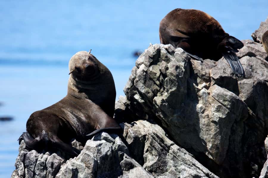 Big 5 Sea Safari Boat Ride of Gansbaai or Walker Bay - Price and value: is $109 per person a fair deal?