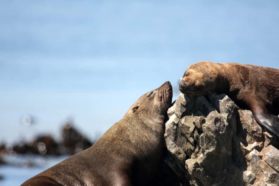 Big 5 Sea Safari Boat Ride of Gansbaai or Walker Bay - Who this sea safari suits best, and who should rethink it