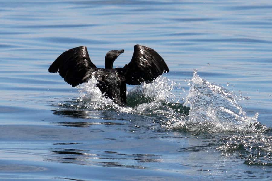 Big 5 Sea Safari Boat Ride of Gansbaai or Walker Bay - Should you book the Big 5 Sea Safari with Ivanhoe Sea Safaris?