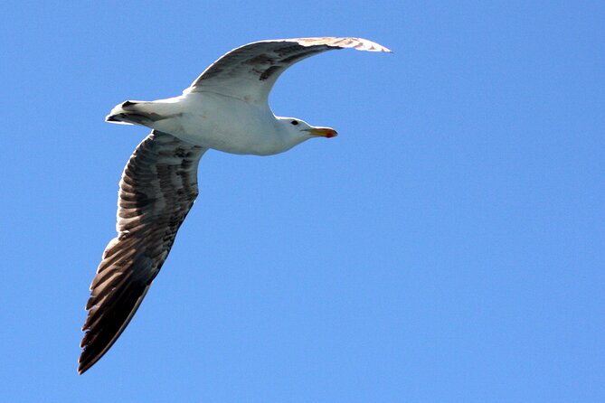 Big 5 Sea Safari in Walker Bay from Gansbaai - Key Things I’d Focus On Before You Go