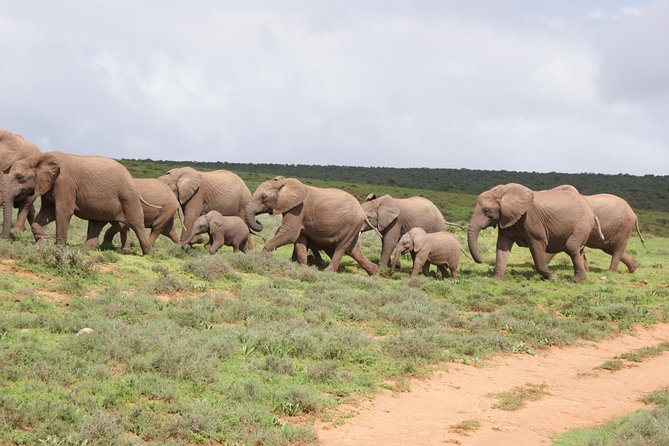 Big 5 Tour from Port Elizabeth - Addo Elephant Park Big Five safari, simplified