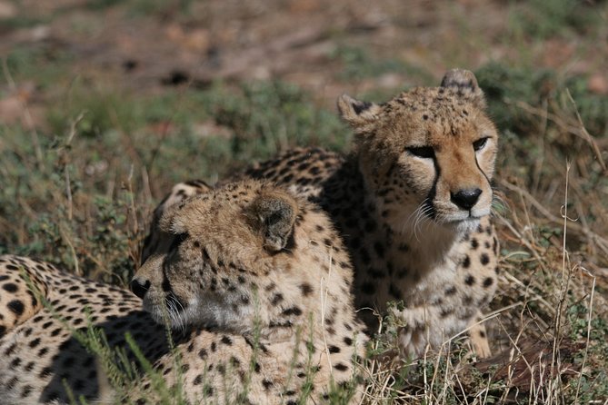 Big Five Game Reserve Wildlife Safari from Cape Town - Key things to know before you go