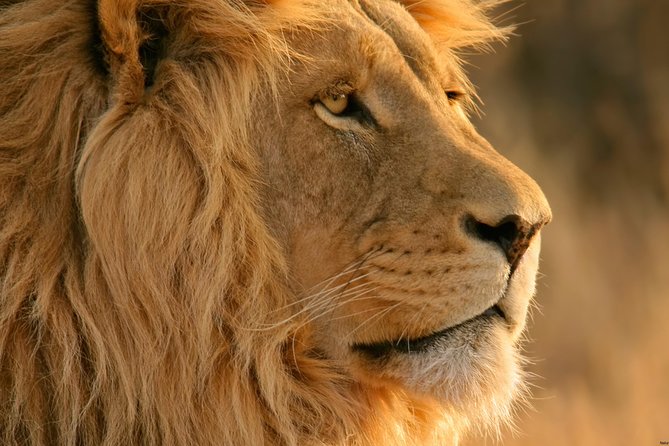 Big Five Safari and Breede River Valley Guided Day Trip - The real price equation: $155 tour cost plus Aquila entrance fees