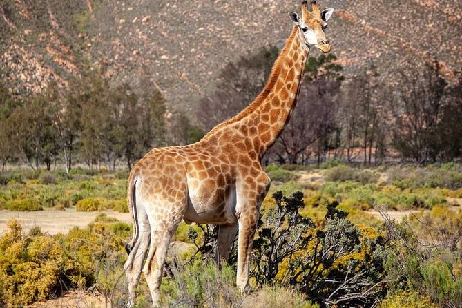 Big Five Safari Experience Near Cape Town ,South Africa - The main event: the rangers’ game drive (your 2.5 to 3 hour wildlife window)