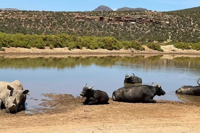 Big Five Safari Experience Near Cape Town ,South Africa - Big Five hopes, realistic expectations, and what to focus on instead