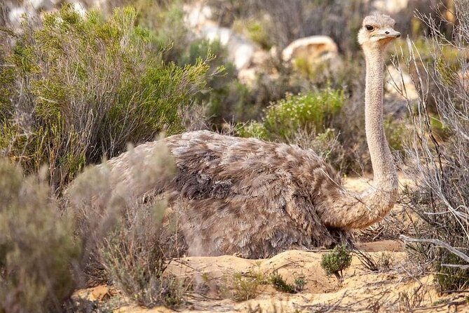 Big Five Safari Experience Near Cape Town ,South Africa - Should you book this Big Five safari near Cape Town?