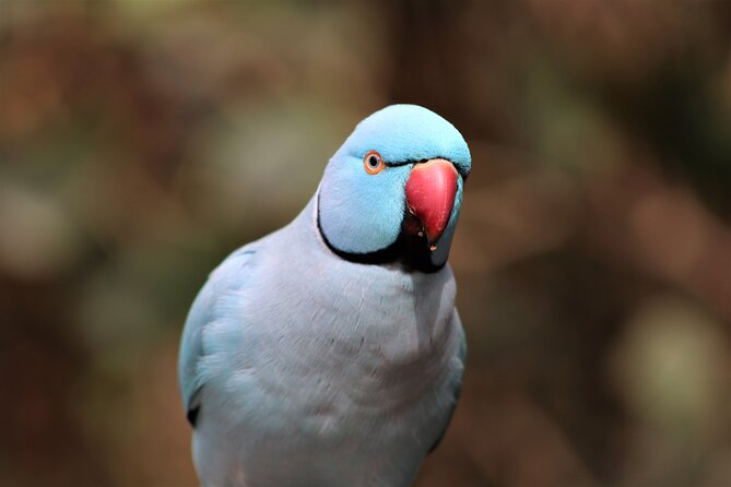 Birds of Eden Admission Ticket - Key things to know before you go