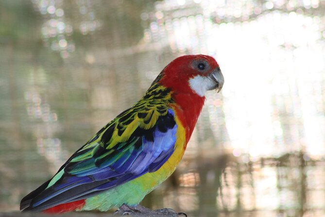 Birds of Eden Admission Ticket - Birds of Eden in one dome: why free-flight feels different than a normal aviary