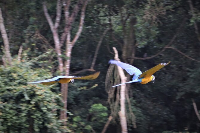 Birds of Eden Admission Ticket - Walking the 1.2 km boardwalk: the dome aviary experience step by step