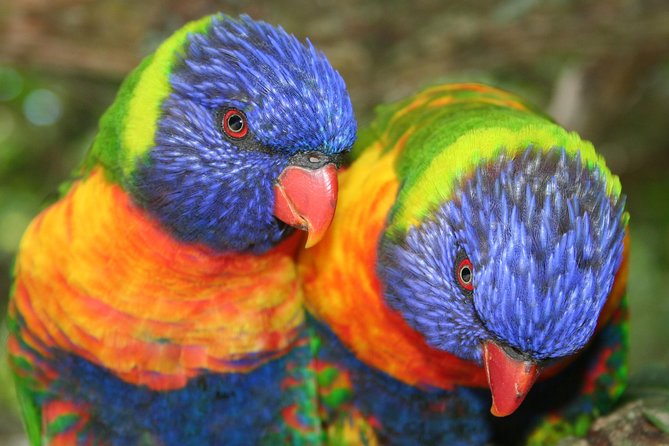 Birds of Eden Admission Ticket - Self-guided pace vs complimentary guided walk: how to choose