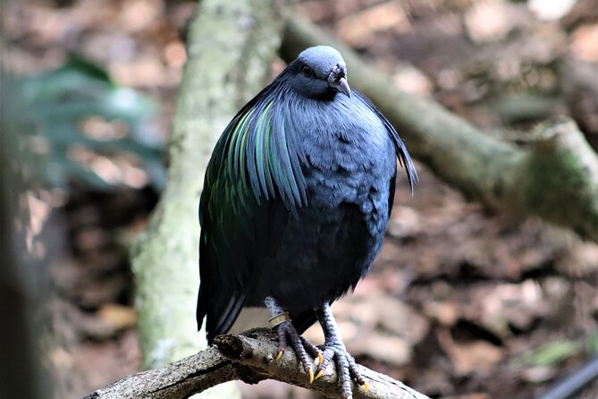 Birds of Eden Admission Ticket - Photography rules and what to pack for an all-weather bird walk