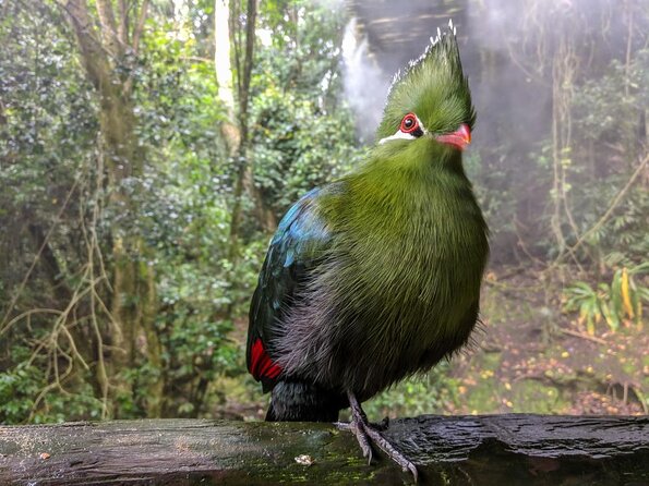 Birds of Eden Admission Ticket - Who this is best for in the Western Cape