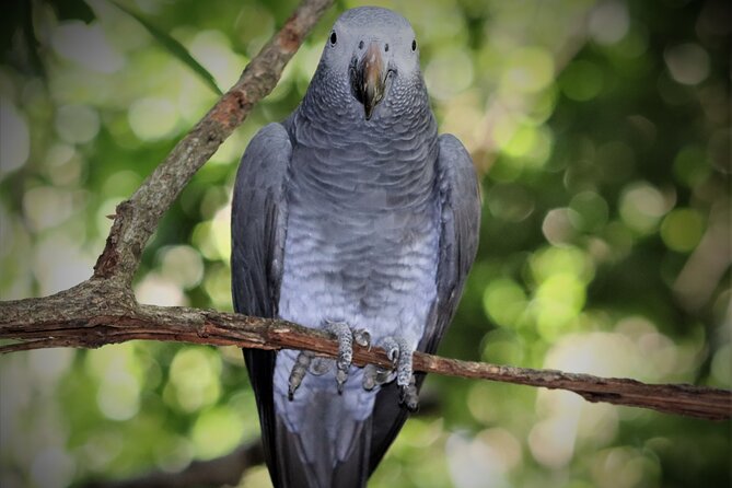 Birds of Eden Admission Ticket - Should you book Birds of Eden admission?