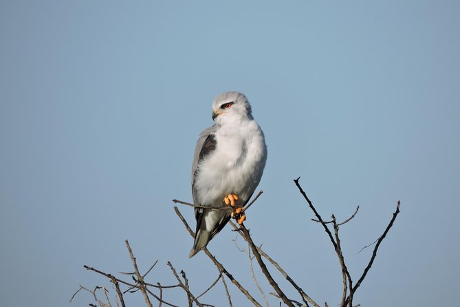 Birdwatching in Cape Town - What you’re likely to see at Kirstenbosch: Cape Sugarbird, sunbirds, flycatchers, raptors