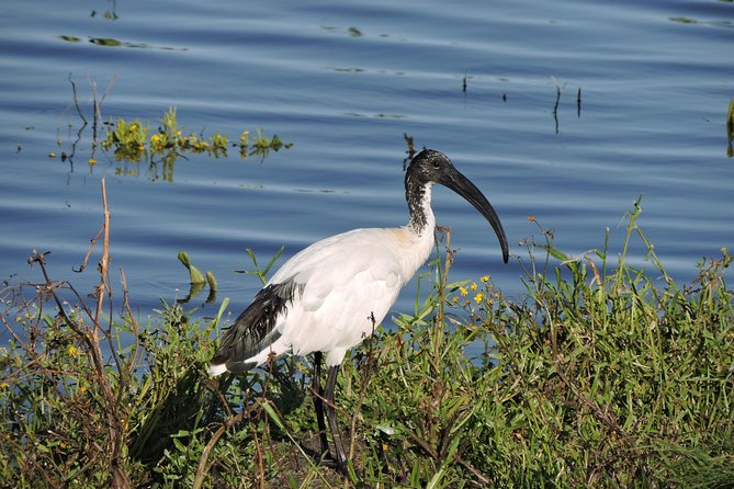 Birdwatching in Cape Town - Strandfontein Sewage Works: why the wetlands can produce fast results