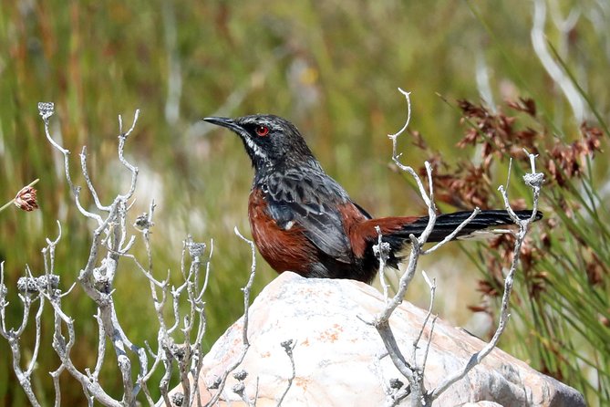 Birdwatching in Cape Town - Birding from a climate-controlled vehicle: comfort that actually helps you spot