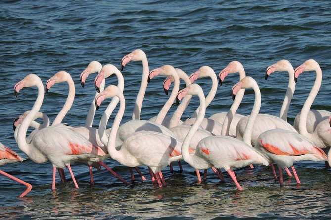 Birdwatching in Cape Town - Price and value: what $115.43 buys you in Cape Town birding