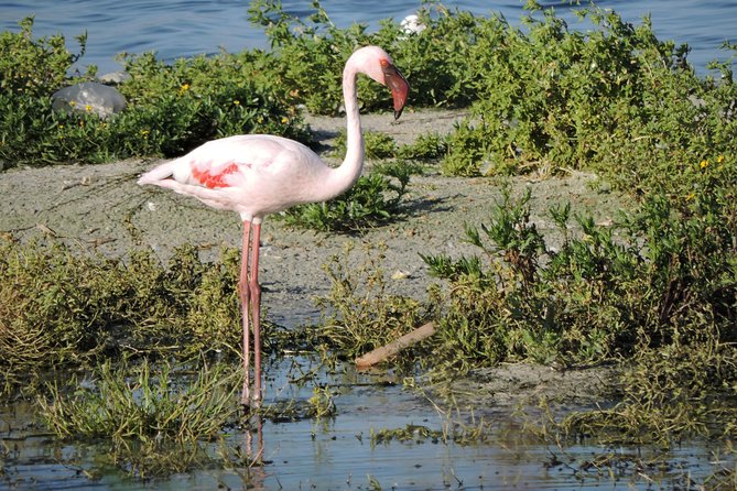 Birdwatching in Cape Town - Who this private birdwatching day is perfect for