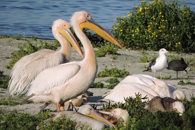 Birdwatching in Cape Town - Quick tips so you get the most from your birding day