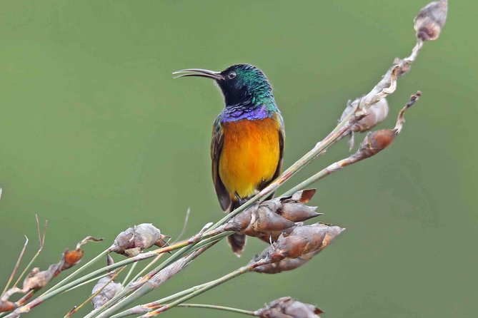 Birdwatching in Cape Town - Lunch on your own: plan it so the afternoon birding stays fun