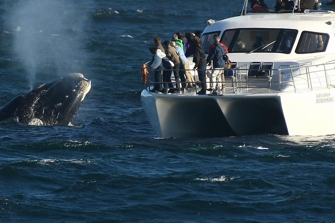 Boat Based Whale Watching from Hermanus - Key highlights you can actually plan around