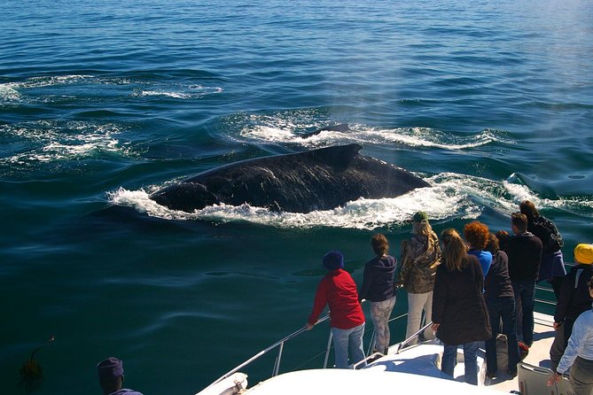 Boat Based Whale Watching from Hermanus - Why Hermanus Boat Watching Works Better Than Shore Viewing