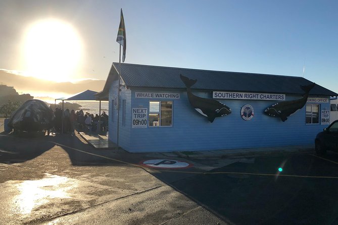 Boat Based Whale Watching from Hermanus - What You May See: Southern Right, Humpback, Bryde’s, Plus Dolphins and Seals