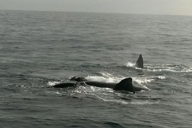 Boat Based Whale Watching from Hermanus - On Board With a Whale Specialist and Support Crew