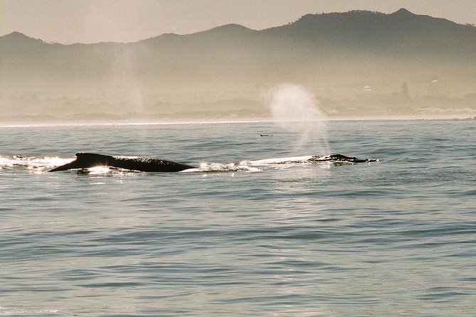 Boat Based Whale Watching from Hermanus - The Tour’s Signature Add-Ons: Refreshments and Video