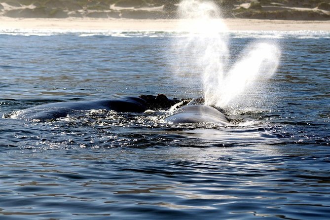 Boat Based Whale Watching from Hermanus - Price and Value: Is $91.45 a Good Deal for 2 Hours?