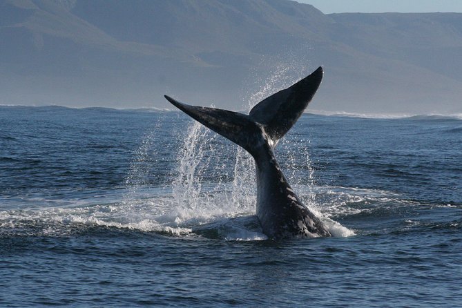 Boat Based Whale Watching from Hermanus - Group Size: Why Max 50 Travelers Matters for Viewing