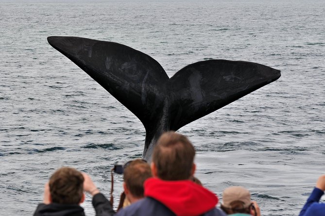 Boat Based Whale Watching from Hermanus - Boarding the catamaran at Hermanus New Harbour