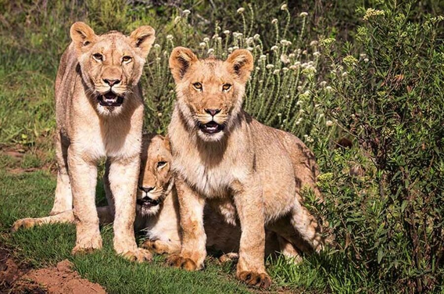 Botlierskop Private Game Reserve: 3.5-Hour Sunset Game Drive - Key highlights you will actually feel on this sunset drive