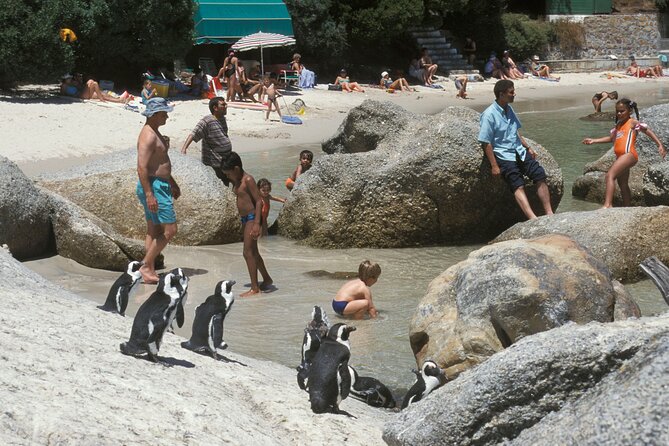 Boulders Beach Cape Town: Swimming With Penguin & Close Encounter Half Day Tour - A half-day that balances penguins and classic Cape scenery