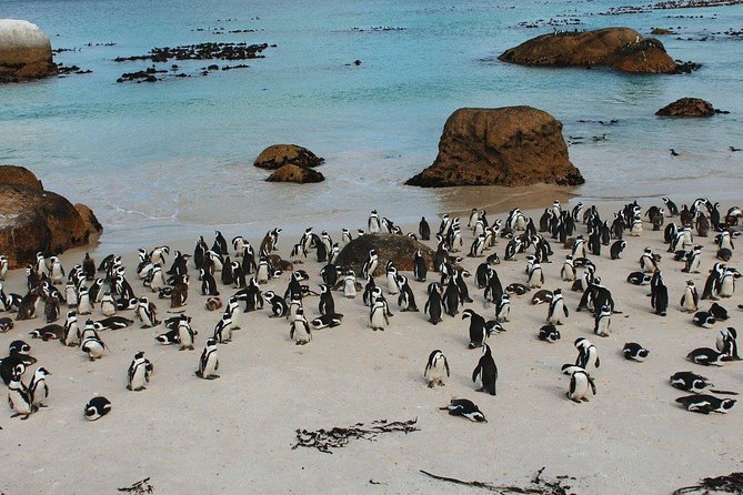 Boulders Beach Cape Town: Swimming With Penguin & Close Encounter Half Day Tour - Camps Bay and Maidens Cove: the classic postcard view stop