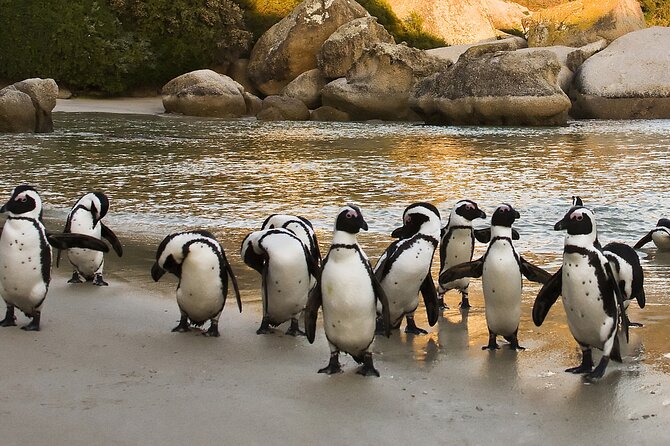 Boulders Beach Cape Town: Swimming With Penguin & Close Encounter Half Day Tour - Simon’s Town and Just Nuisance: a quick story break in the middle of the drive