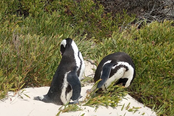 Boulders Beach Penguins and Seal Island Boat Trip Half Day Tour - Chapman’s Peak Drive: the quick photo viewpoint that actually matters