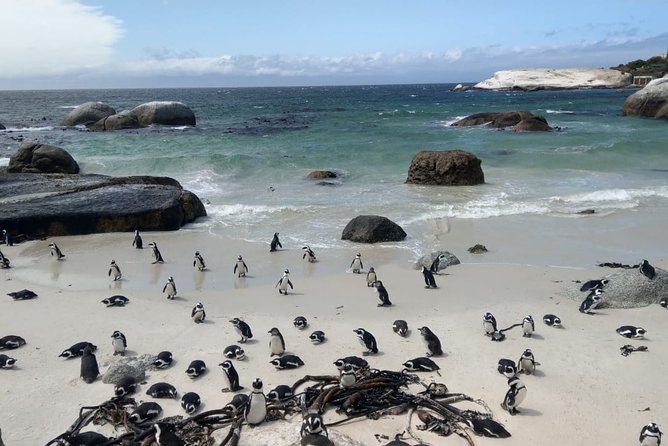 Boulders Beach Penguins and Seal Island Boat Trip Half Day Tour - The money question: tour price versus real entry costs